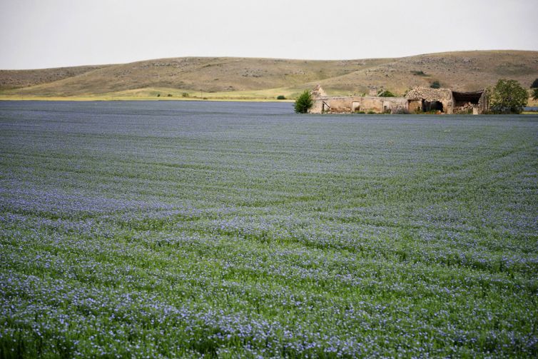 05-Campi di lino in Murgia