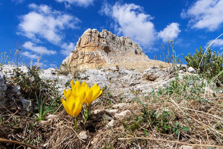 41-Zafferanastro giallo a Murgia Lamapera